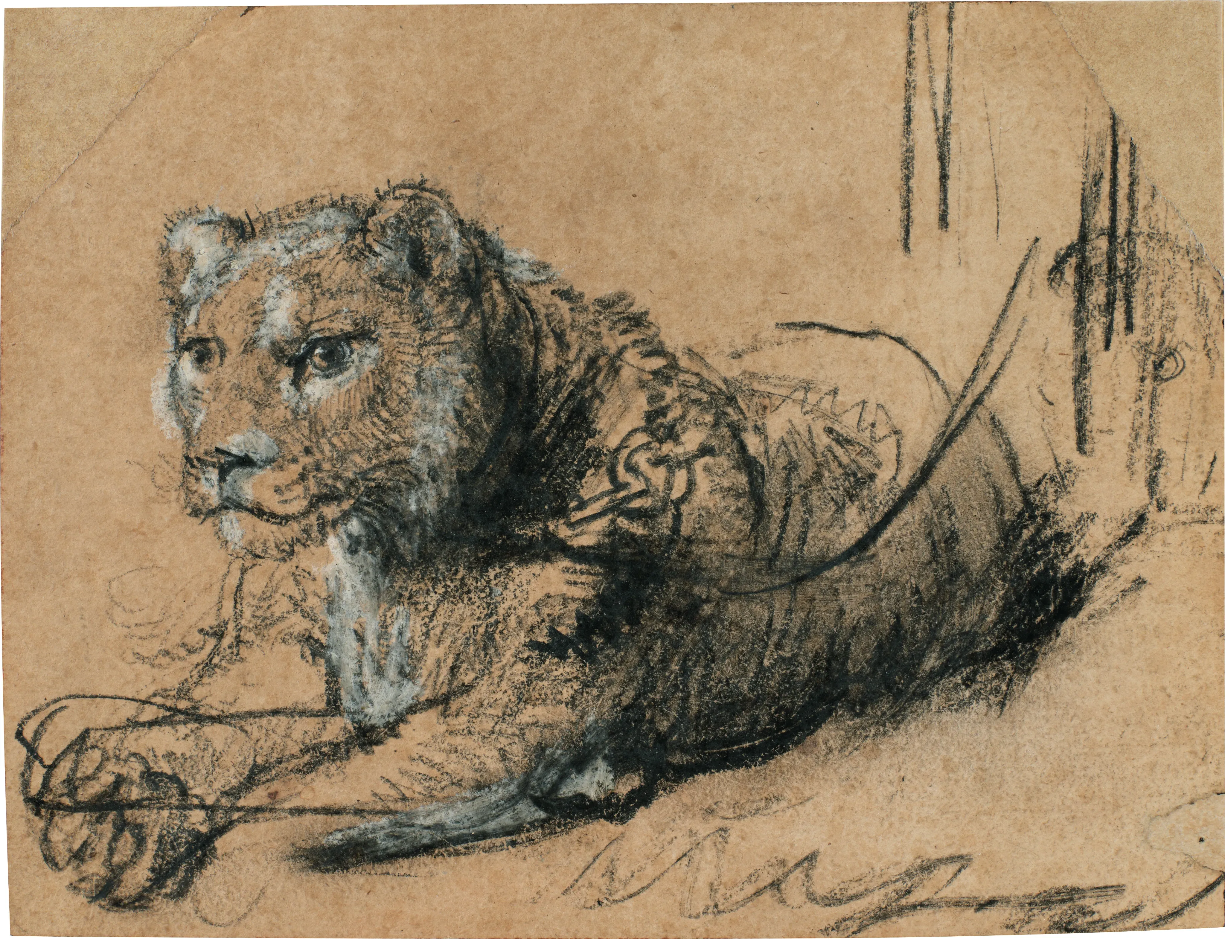 Rembrandt Harmensz. van Rijn, Young Lion Resting, ca. 1638–42, Black chalk with white chalk heightening and grey wash on brown laid paper, 115 x 150 mm.webp