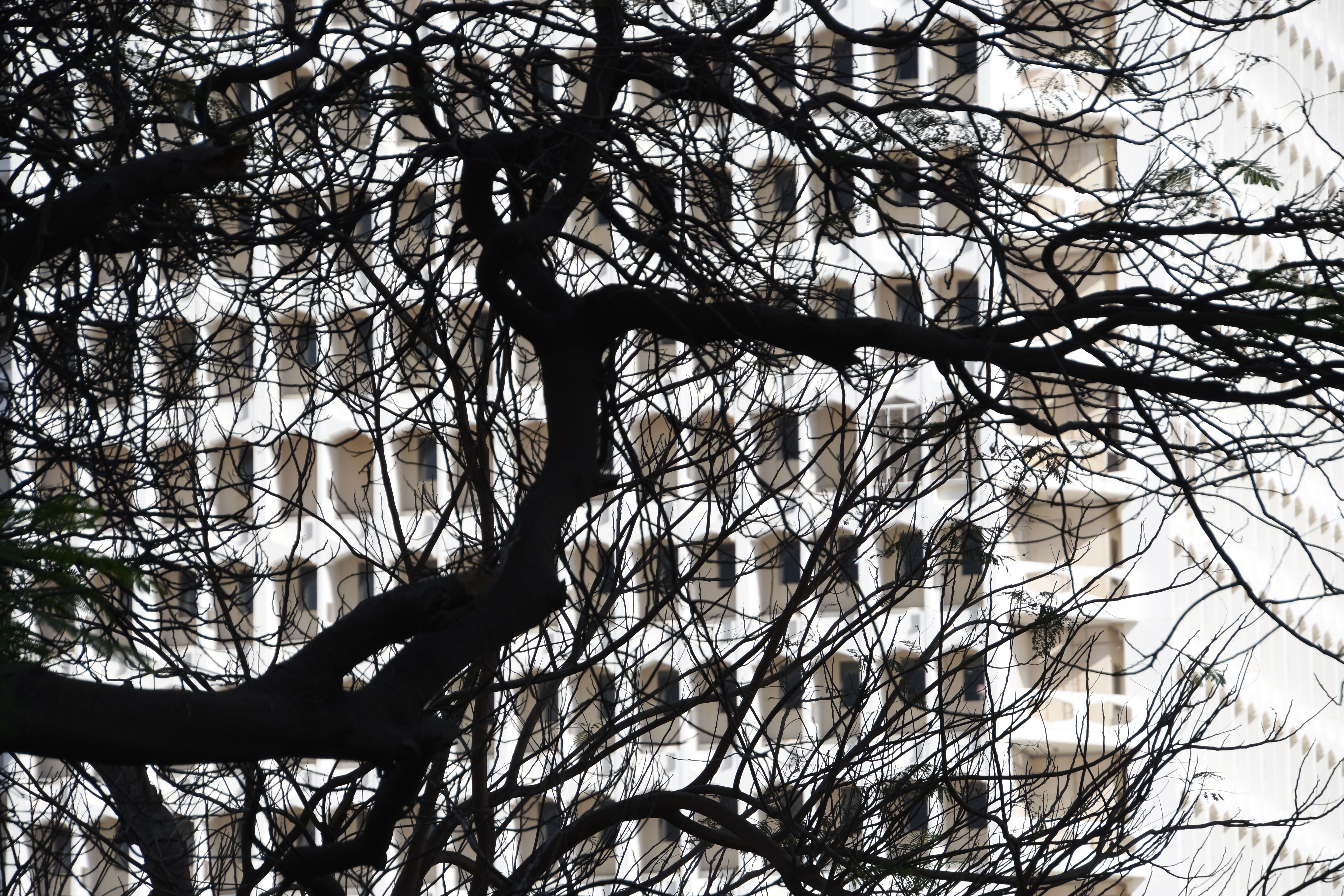 BIG PHOTO White TreeDSC_7982.JPG